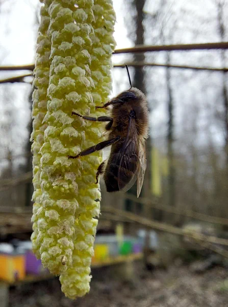 Abeille chaton noisetier