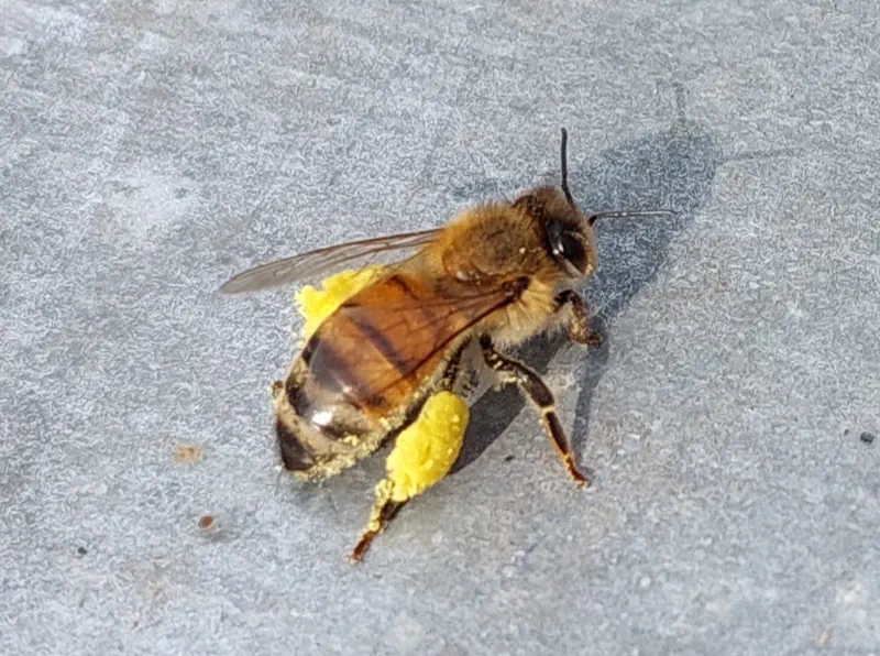 Abeille pollen noisetier