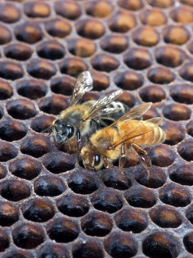 Abeille noire et abeille buckfast