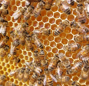 Abeilles sans sous traitance
