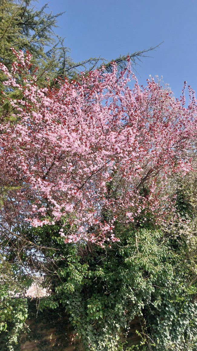 Arbre Prunus